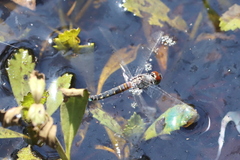 Brachydiplax denticauda