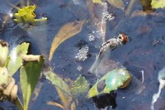 Brachydiplax denticauda