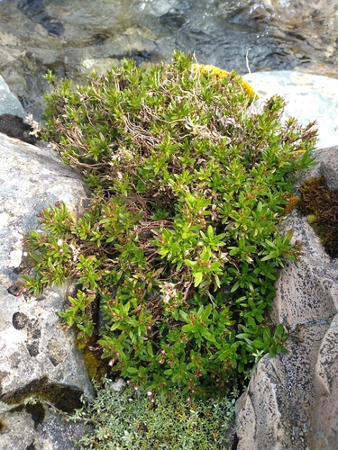 Veronica linifolia, photograph 1