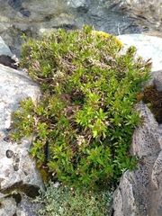 Leon Perrie, CC BY, iNaturalist via GBIF Veronica linifolia, photograph Leon Perrie, CC BY, iNaturalist via GBIF