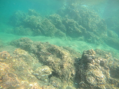 Halichoeres notospilus