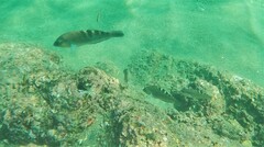 Halichoeres notospilus