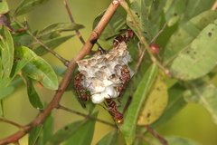 Polistes stigma townsvillensis