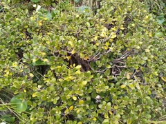 Brachyglottis bidwillii