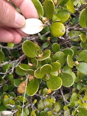 Brachyglottis bidwillii