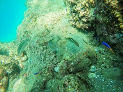 Halichoeres notospilus