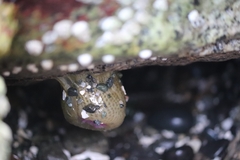 Actiniidae