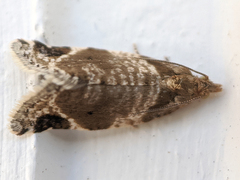 Acroceuthes oxygrammana