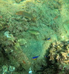 Halichoeres notospilus