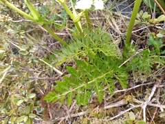 Anisotome haastii