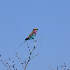 Coracias caudatus