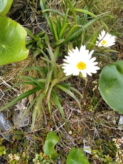 Dolichoglottis scorzoneroides