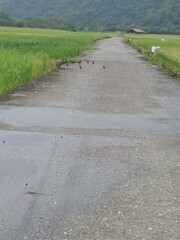 Acridotheres javanicus