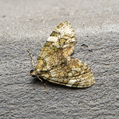 Heterochasta lasioplaca
