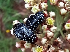 Oxythyrea