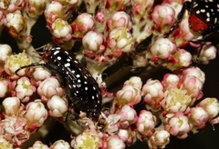 Oxythyrea