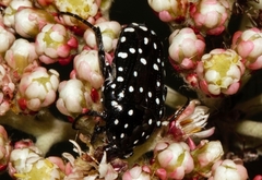 Oxythyrea