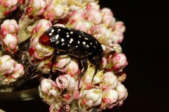 Oxythyrea