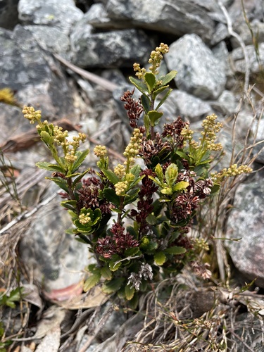 Tetracarpaea tasmannica (Tetracarpaea tasmannica)