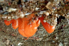 Alcyonium digitatum