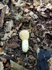 Russula pulverulenta