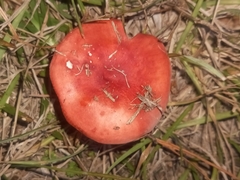 Russula rhodocephala