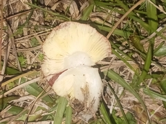 Russula rhodocephala