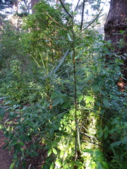 Pseudopanax