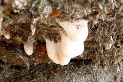 Alcyonium digitatum