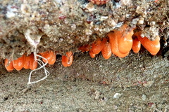 Alcyonium digitatum