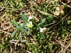 Polygaloides chamaebuxus