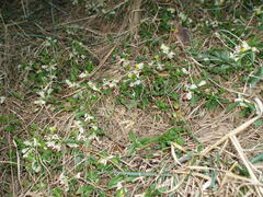 Polygaloides chamaebuxus