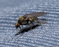 Austrosimulium