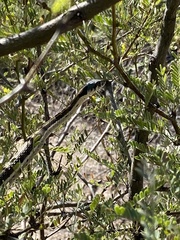 Thamnophis cyrtopsis cyrtopsis