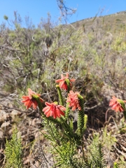Erica cerinthoides