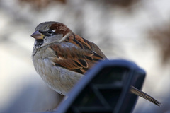 Passer domesticus
