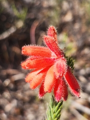 Erica cerinthoides