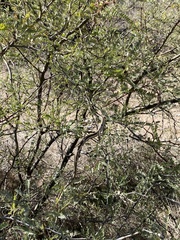 Thamnophis cyrtopsis cyrtopsis