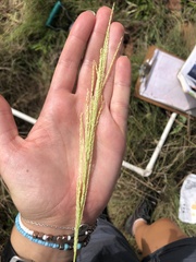 Digitaria diagonalis