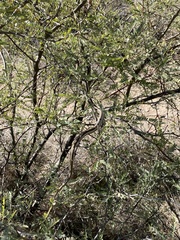 Thamnophis cyrtopsis cyrtopsis