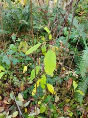 Oemleria cerasiformis