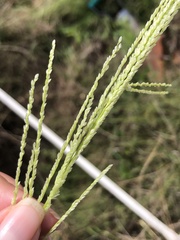 Digitaria diagonalis