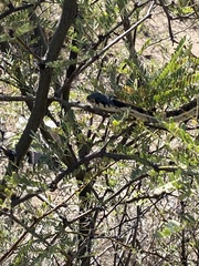 Thamnophis cyrtopsis cyrtopsis