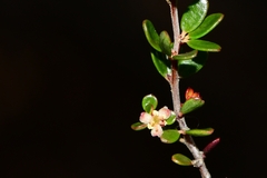 Micrantheum serpentinum