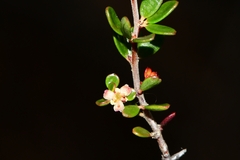 Micrantheum serpentinum