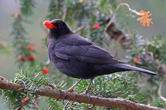 Turdus merula