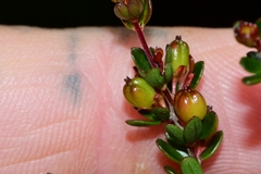 Micrantheum serpentinum