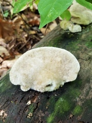 Tyromyces galactinus