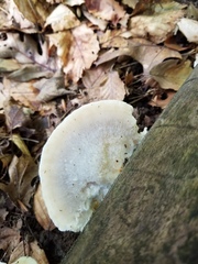 Tyromyces galactinus