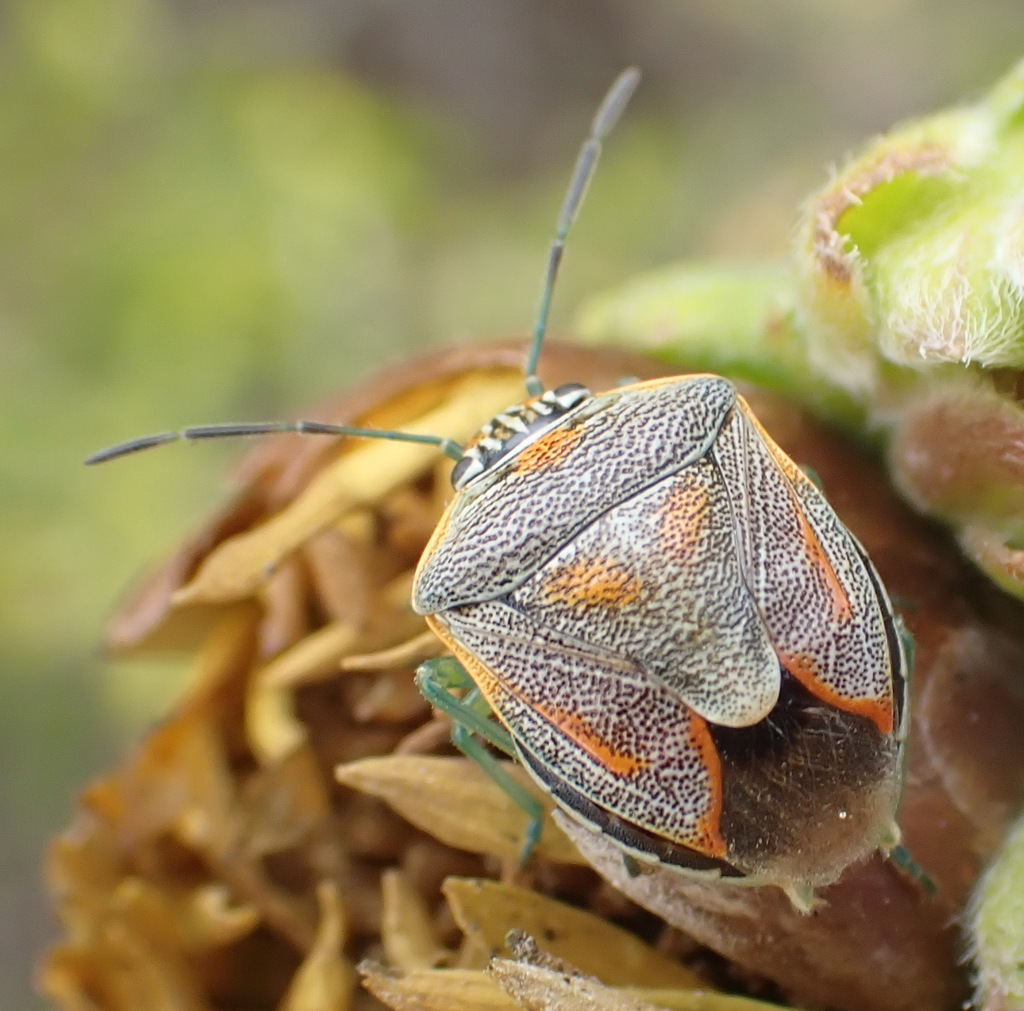 Antestia Bug from Robberg, Garden Route District Municipality, South ...